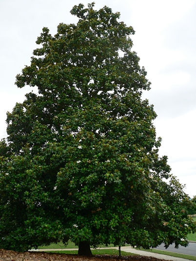 {Magnolia grandiflora}